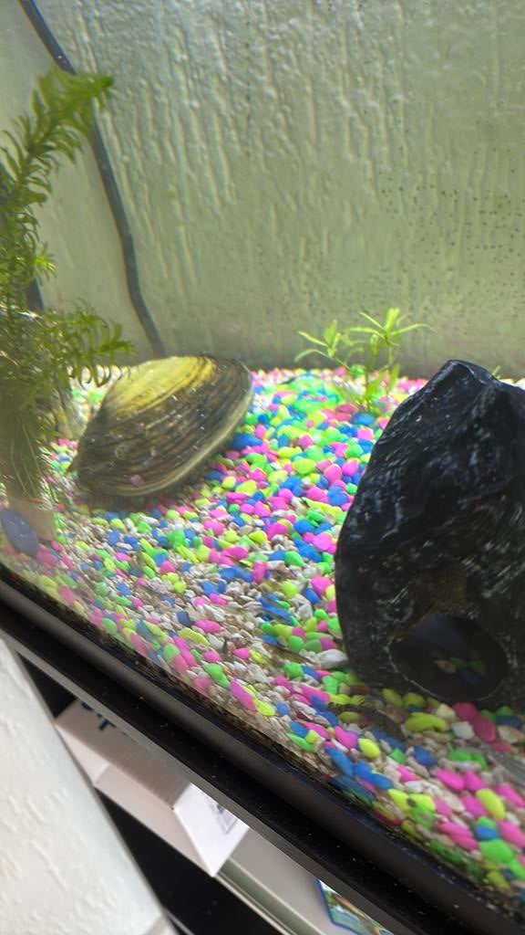 Zoetwatermossel, Slak of Weekdier, Zoetwatervis
