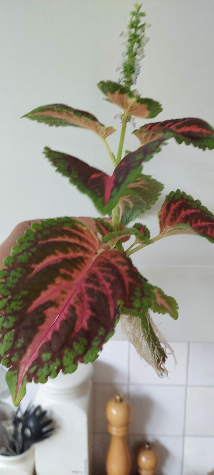 Coleus stekjes met wortels - siernetel, Ophalen, Halfschaduw, Minder dan 100 cm