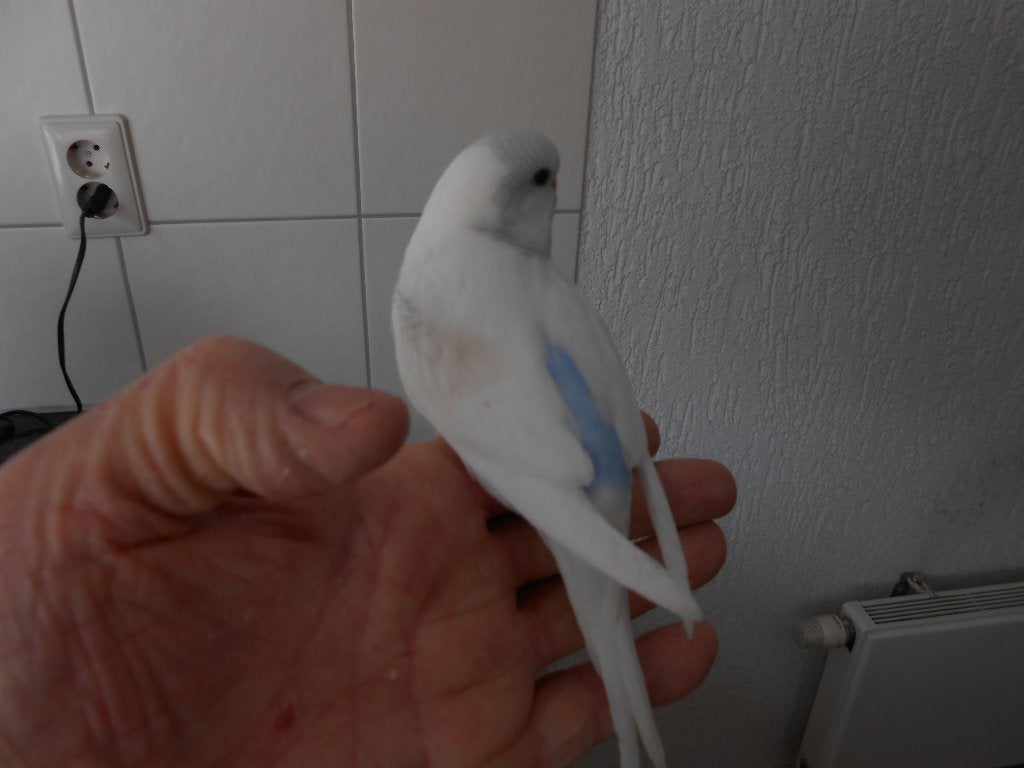 4e jonge grasparkiet uit het blok voor tam maken, Dieren en Toebehoren, Vogels | Parkieten en Papegaaien, Mannelijk, Parkiet, Tam