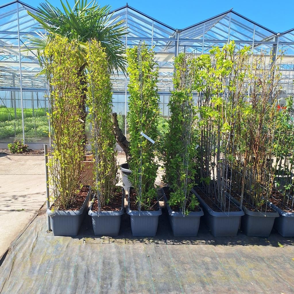 Mooie schermen met bomen, Tuin en Terras, Planten | Tuinplanten, Volle zon, Vaste plant, Lente, Ophalen