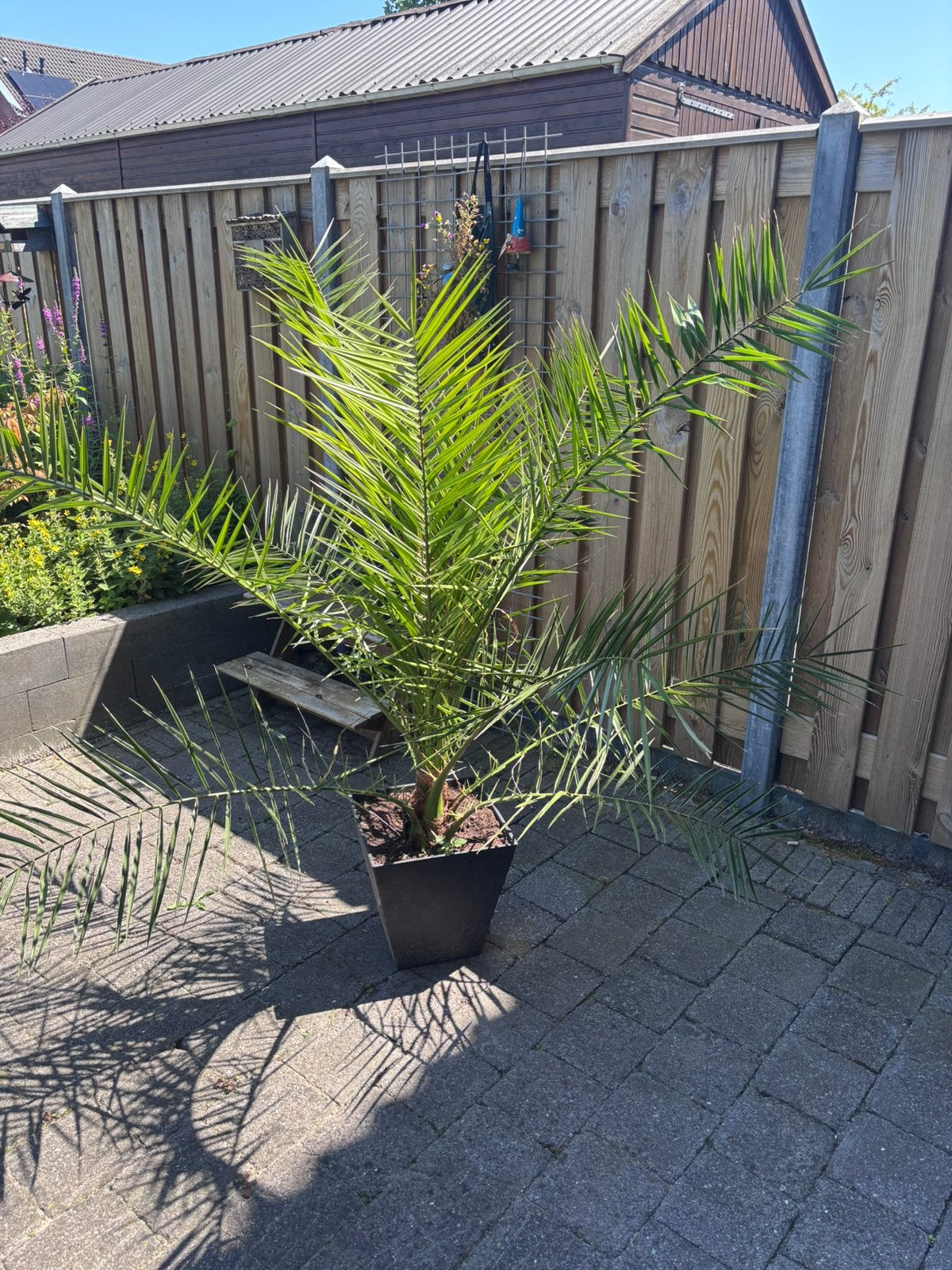 Canarische dadelpalm 170 hoog, Overige soorten, 100 tot 250 cm, Zomer, Ophalen