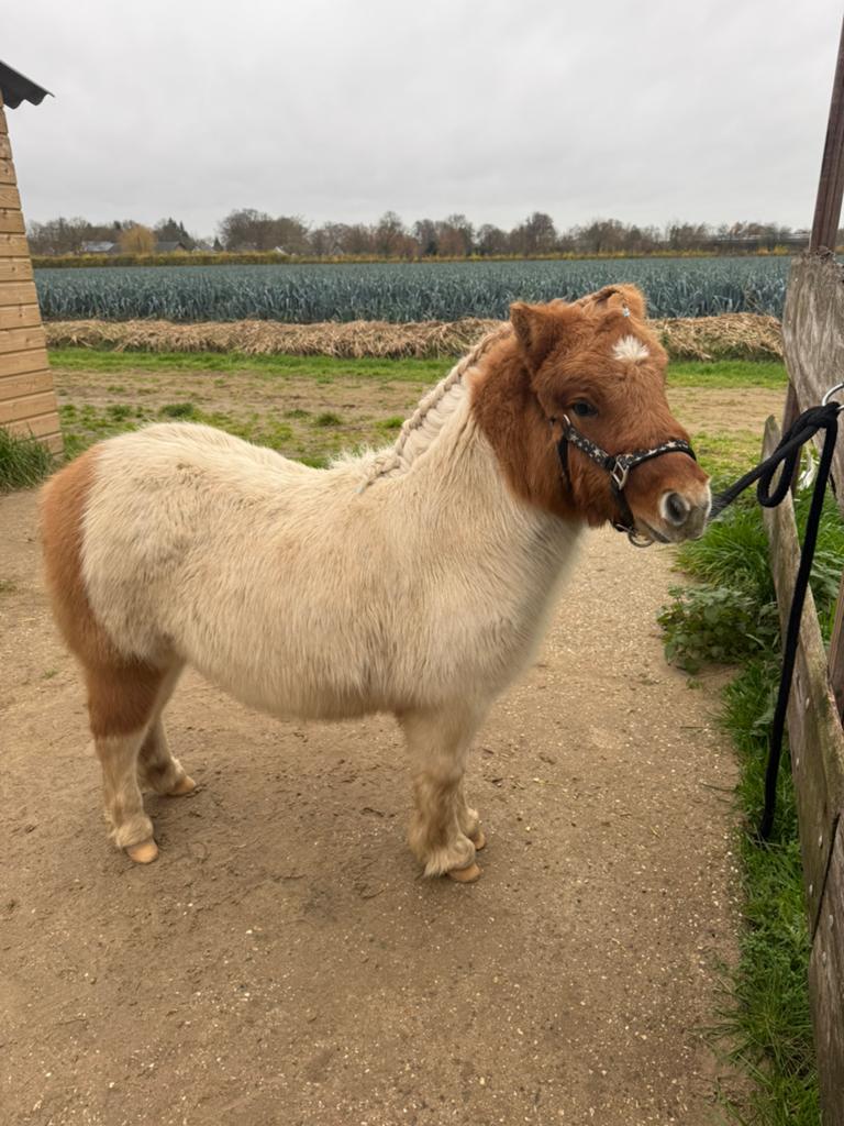 Verzorger gezocht voor shetlander