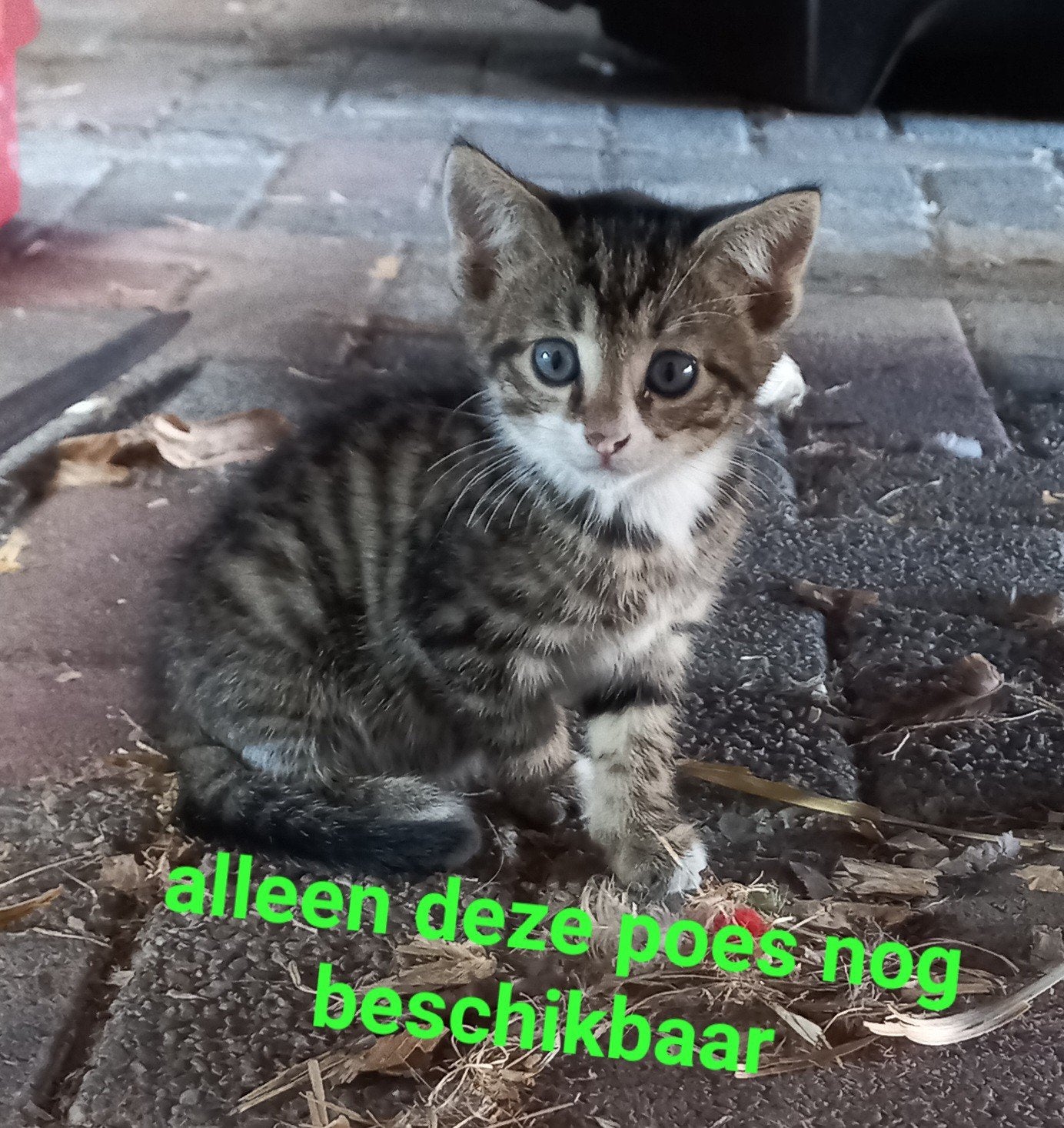 1 lieve, tamme kitten(poes)nu 8,5 week nog beschikbaar, Dieren en Toebehoren, Katten en Kittens | Overige Katten, Meerdere dieren