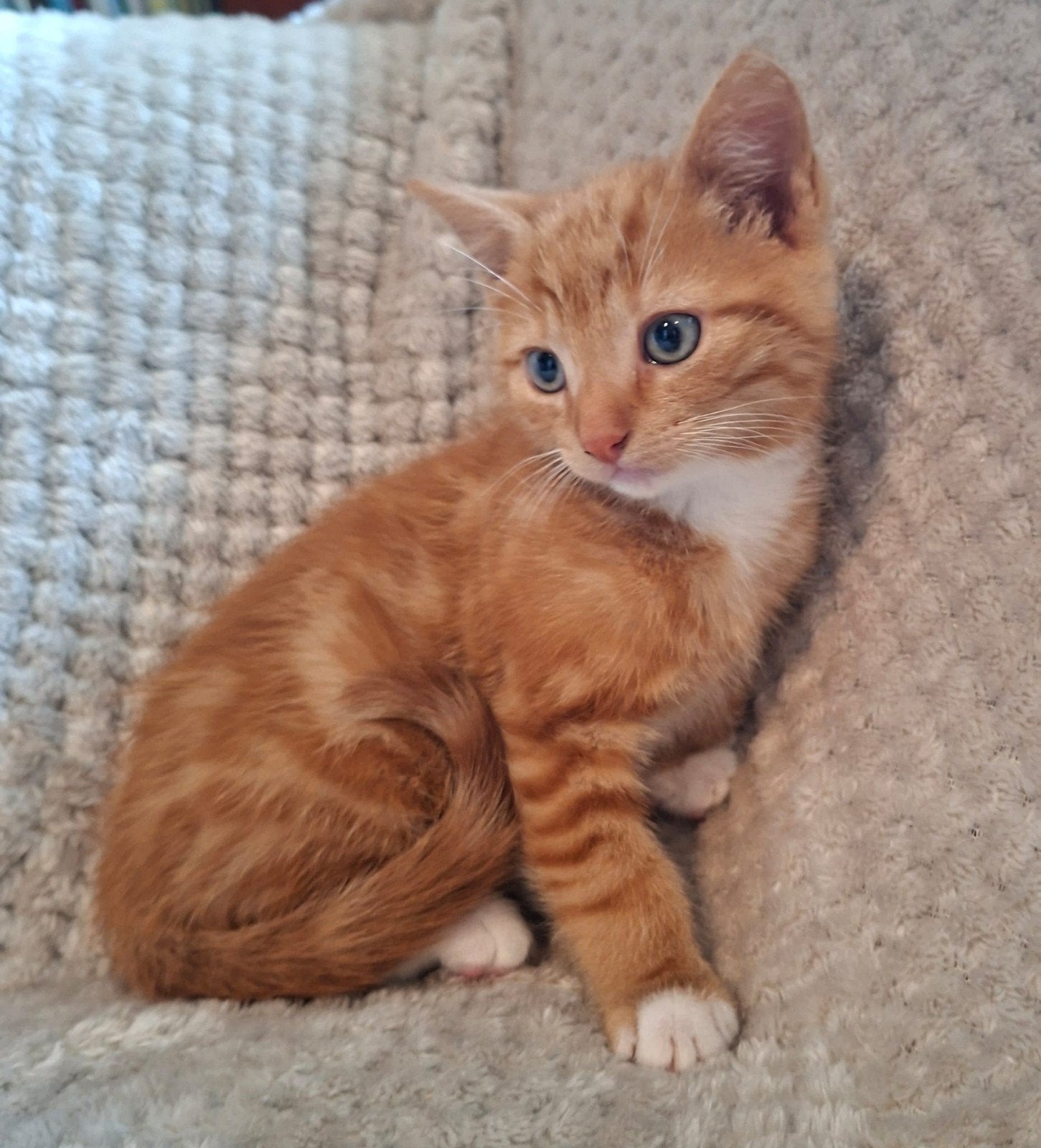 Lief, speels kitten te koop, Kater, Ontwormd
