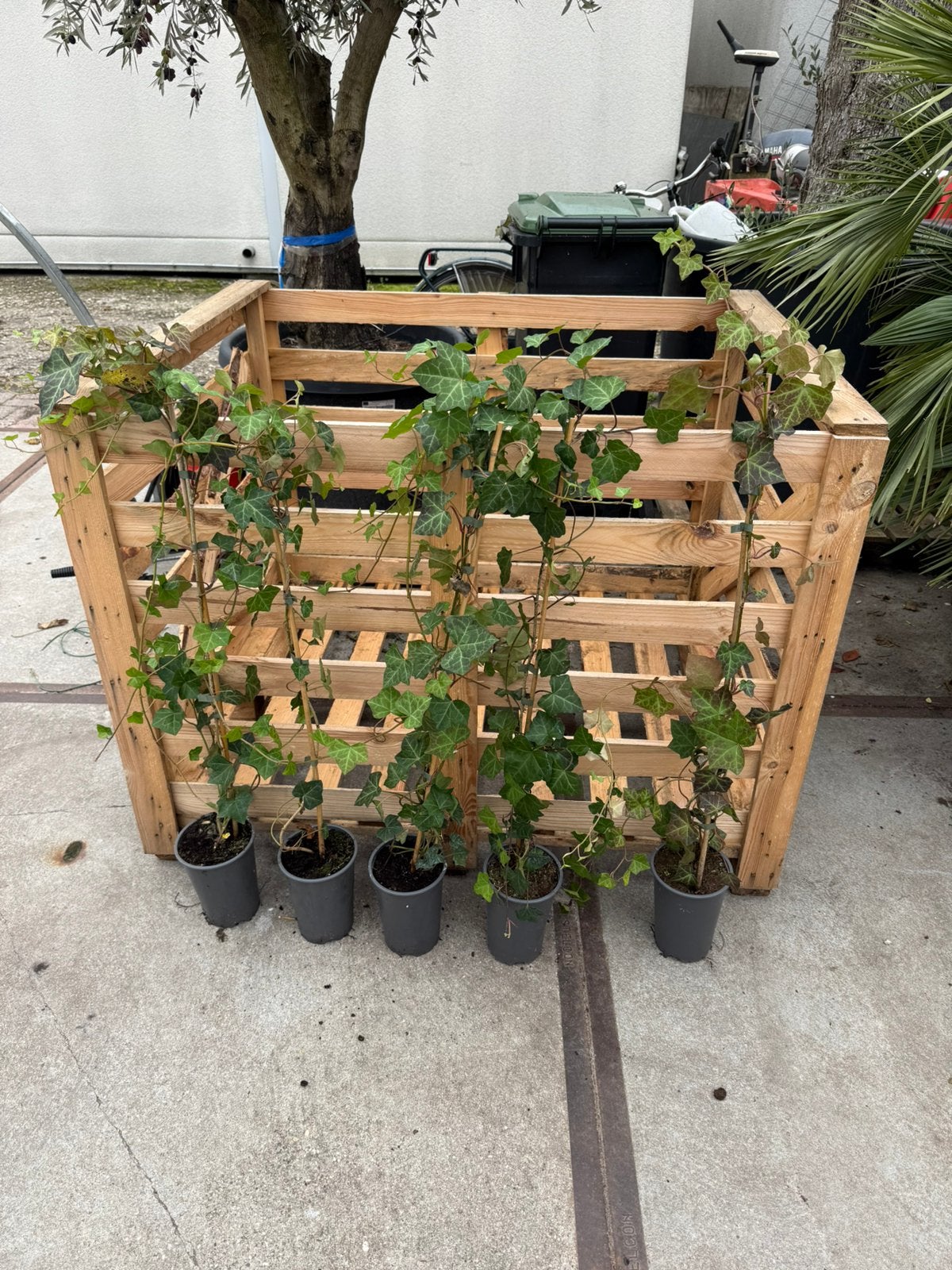 Laatste kans 40/50 hedrra langer dan 125 cm stunt 1,95, Ophalen, Bloeit niet, Vaste plant, Klimplanten