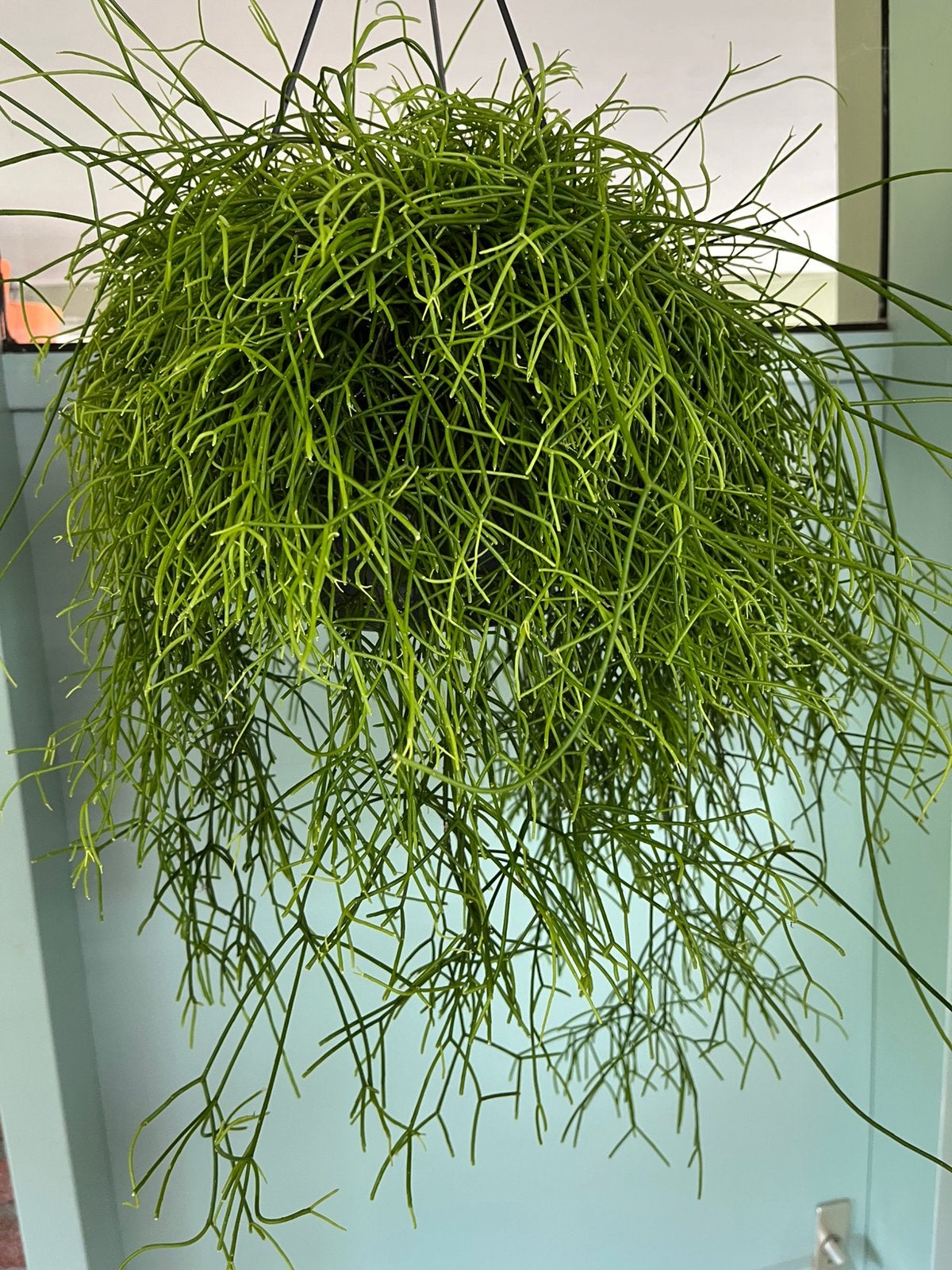 Rhipsalis cassutha, Ophalen of Verzenden, Halfschaduw, Minder dan 100 cm