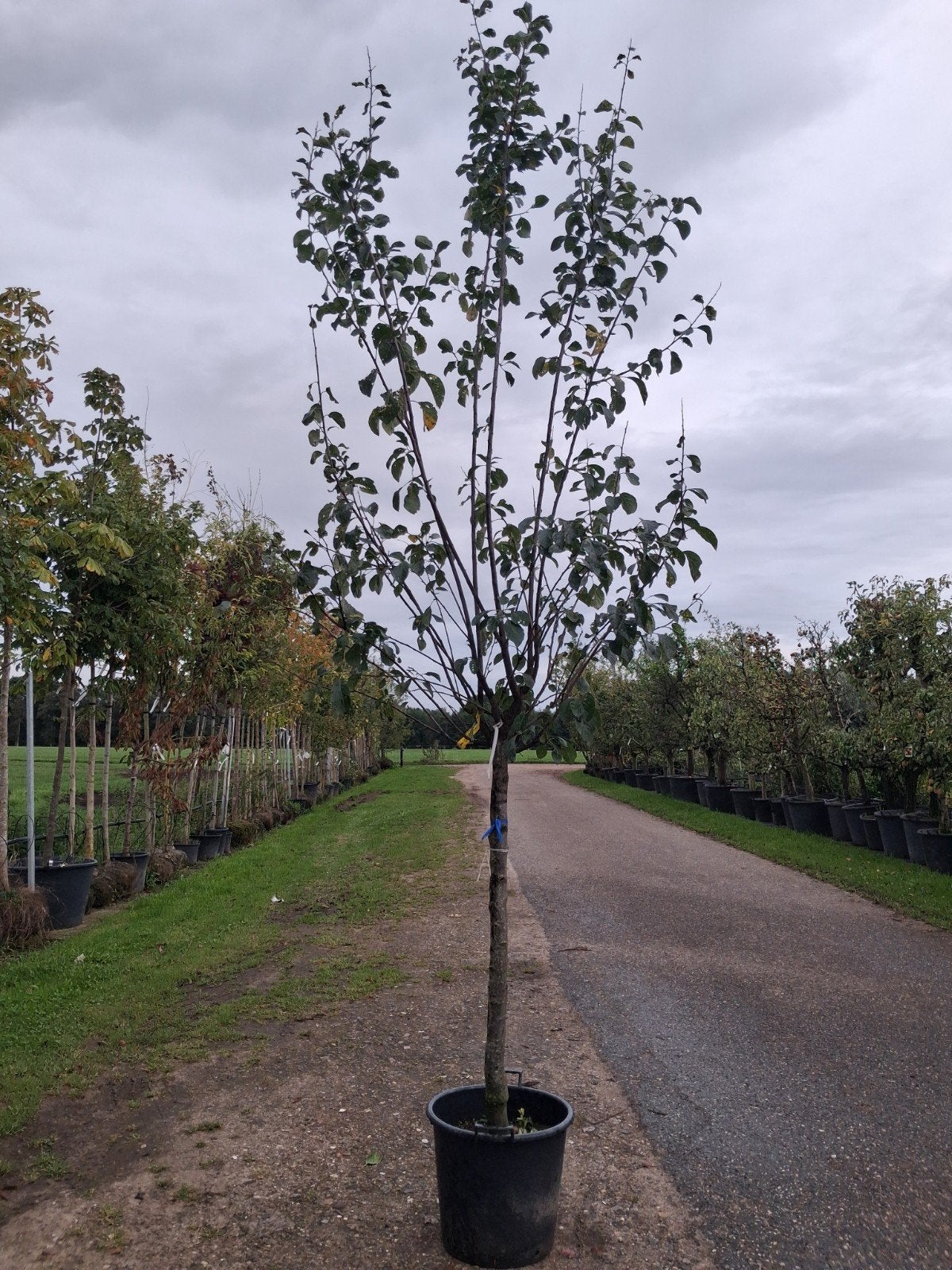 Prunus d. 'Reine Claude' - halfstam 120cm pruimenboom, Lente, In pot, Ophalen of Verzenden, Pruimenboom