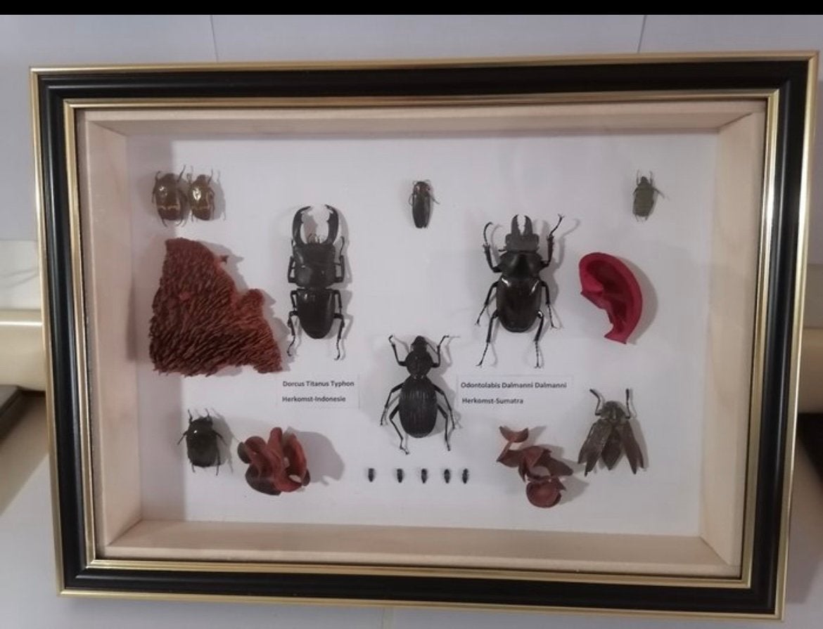 Taxidermie, kevers, Overige soorten