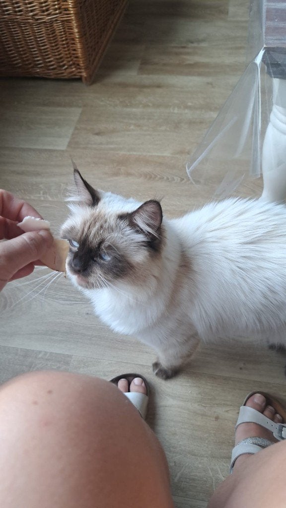 Ragdoll  1 jaar oud, Dieren en Toebehoren, Katten en Kittens | Raskatten | Langhaar, Kater, 0 tot 2 jaar, Gechipt, Ontwormd, Ingeënt