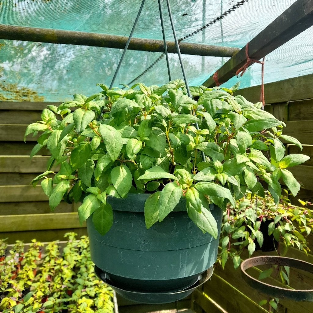 Fuchsia in hangpot, Volle zon, Tweejarig, Zomer, Ophalen
