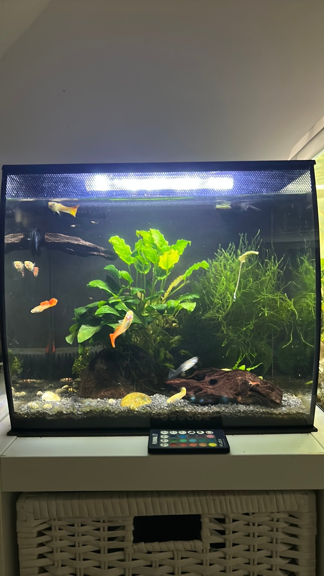 Aquarium met filter,pomp,verwarming,vissen,slakken,garnalen, Dieren en Toebehoren, Ophalen, Gebruikt, Gevuld zoetwateraquarium