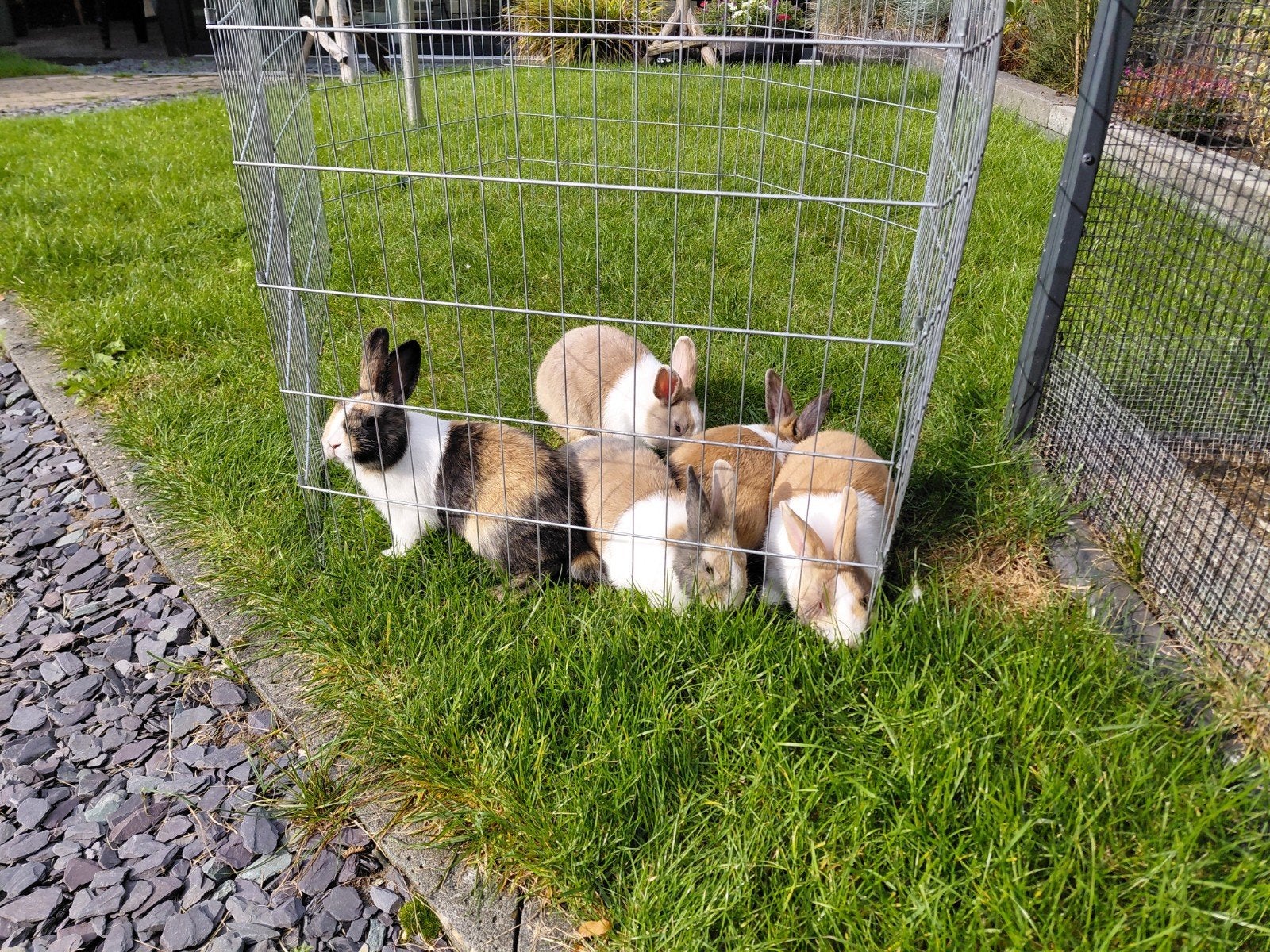 jonge konijnen klein formaat, Dieren en Toebehoren, Vrouwelijk, Dwerg