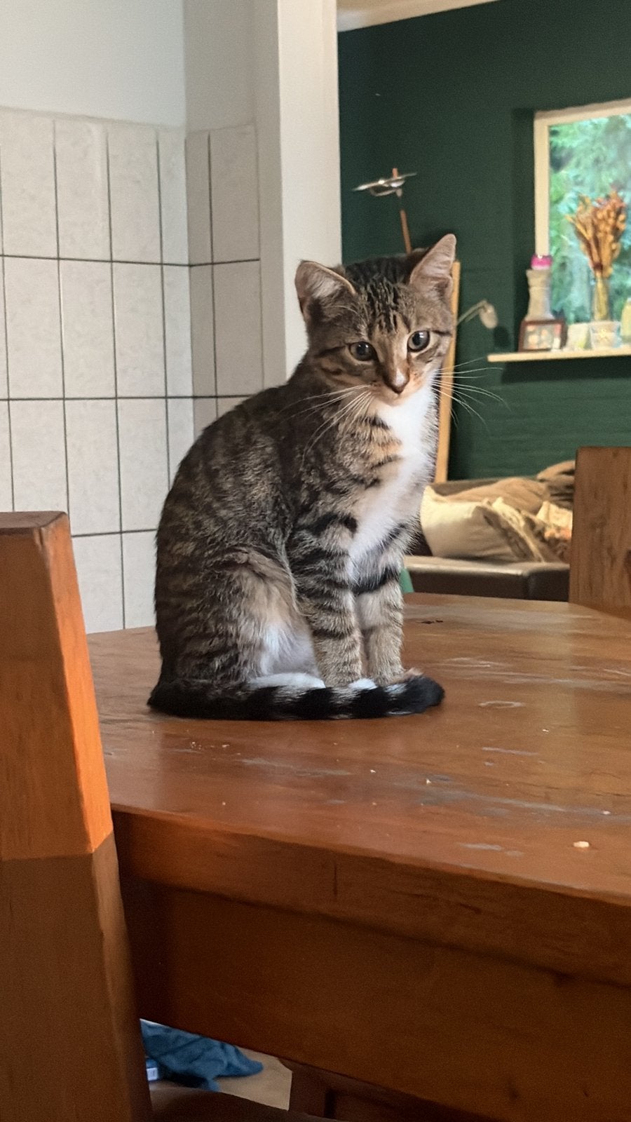 2 kitten poesjes, Poes