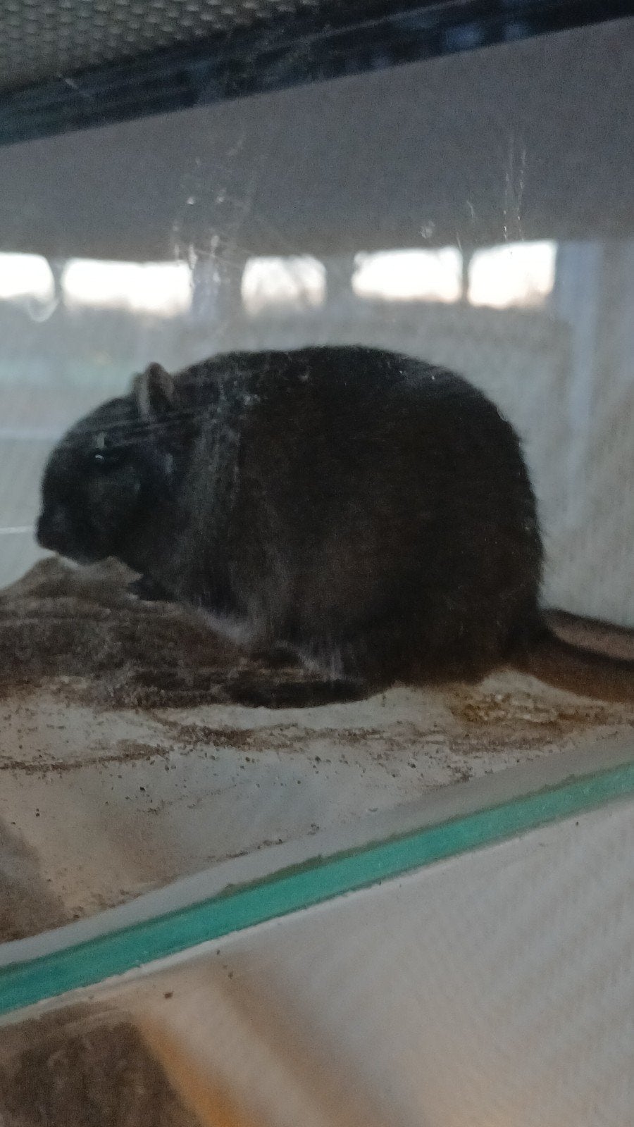 glazen terrarium met 2 mannelijke gerbils van juni 2025, Dieren en Toebehoren, Juni, Mannelijk, Overige typen