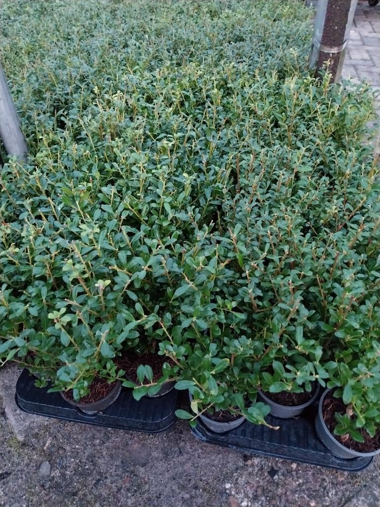 Ilex Crenata - Japanse Hulst, Tuin en Terras, Planten | Tuinplanten, Volle zon, Vaste plant, Bloeit niet, Ophalen