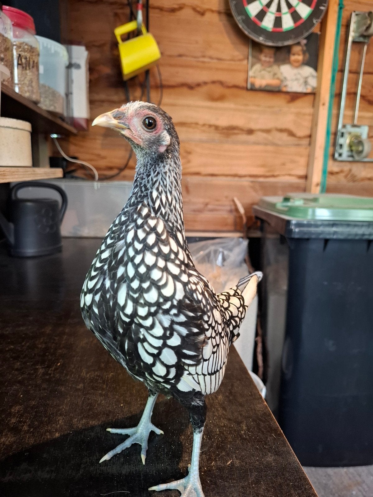 sebright haantje, Mannelijk, Kip