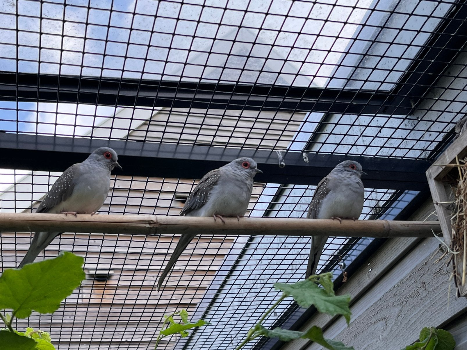 Diamantduiven, Dieren en Toebehoren, Vogels | Overige Vogels, Meerdere dieren