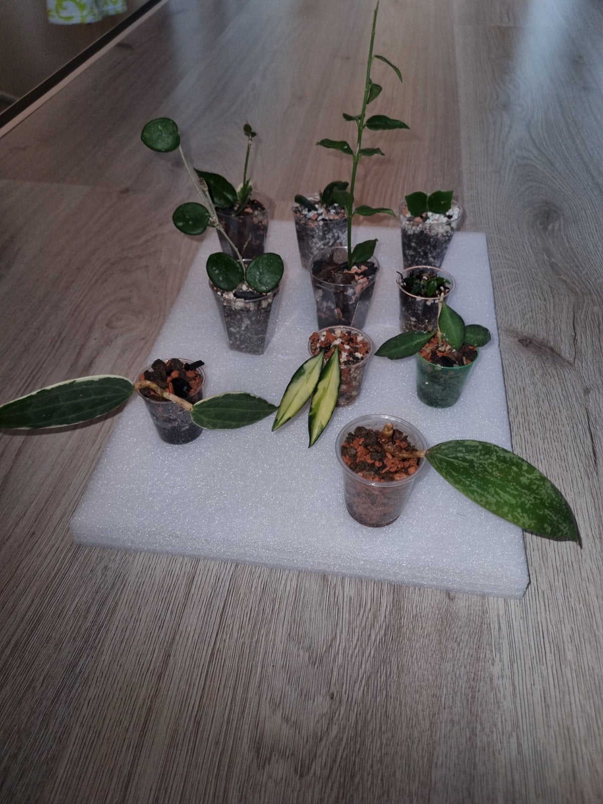 Gewortelde Hoya stekjes pakket 10x voor €25, Ophalen of Verzenden, Halfschaduw, Minder dan 100 cm