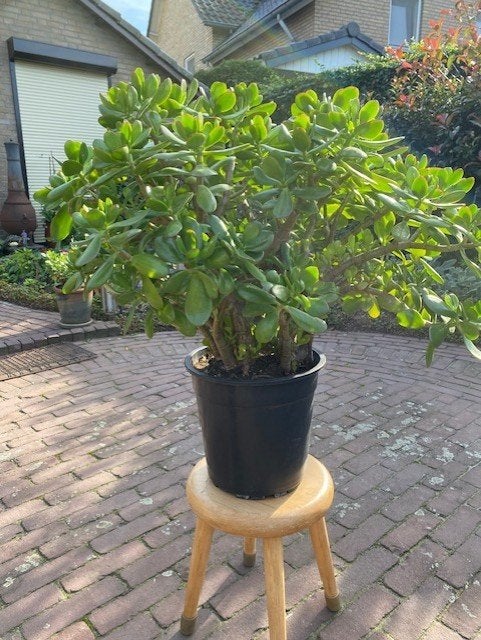 Grote en gezonde Vetplant (Crassula Ovata) in pot, Huis en Inrichting, Ophalen, Vetplant, Halfschaduw, In pot