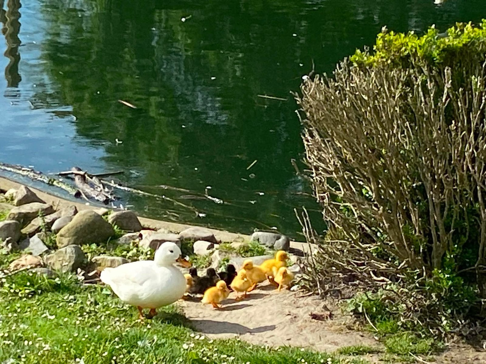 Eenden kuikens, Dieren en Toebehoren, Pluimvee, Meerdere dieren, Eend