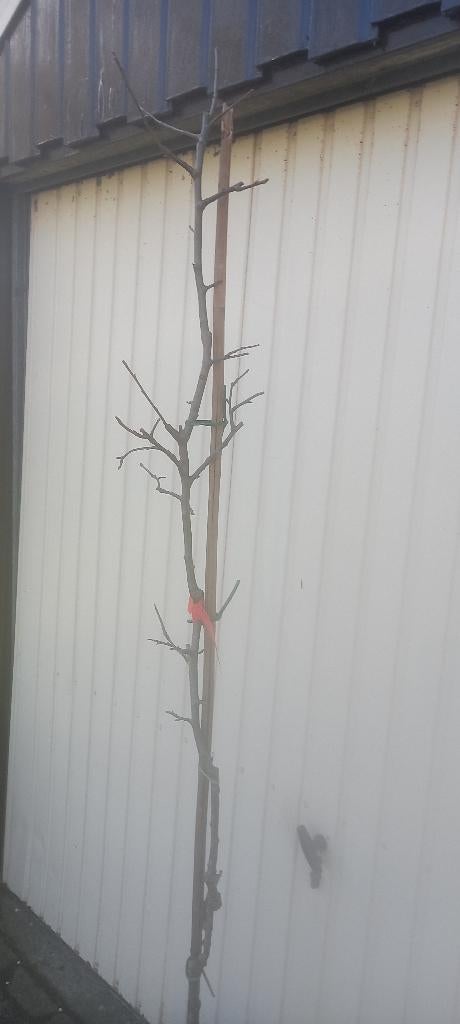 Rode sierappelboom., Ophalen, Lente, In pot, Appelboom