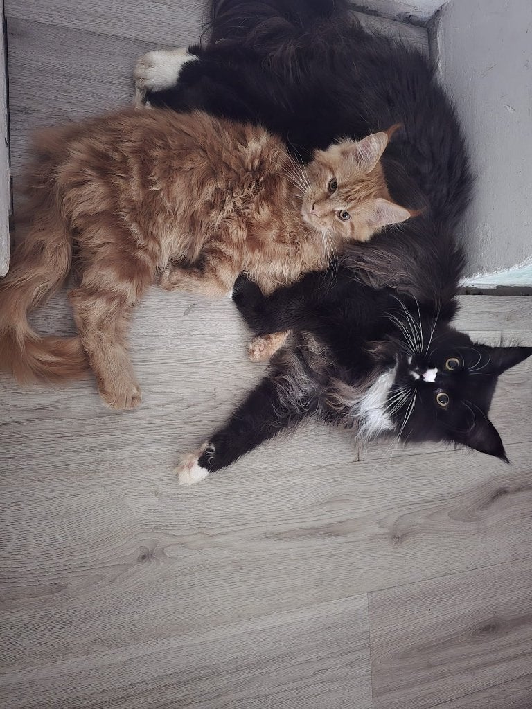 Maine Coon, Meerdere dieren
