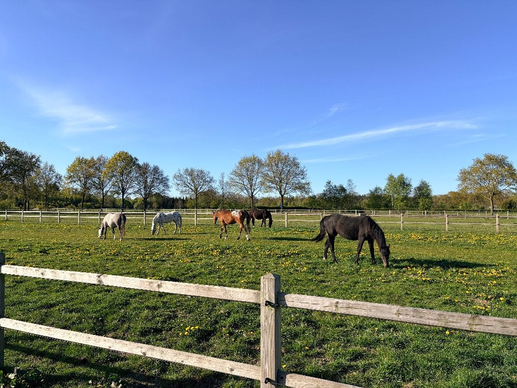 Bijrijder /verzorger / maatje gezocht in Epe, Dieren en Toebehoren, Ophalen, Nieuw