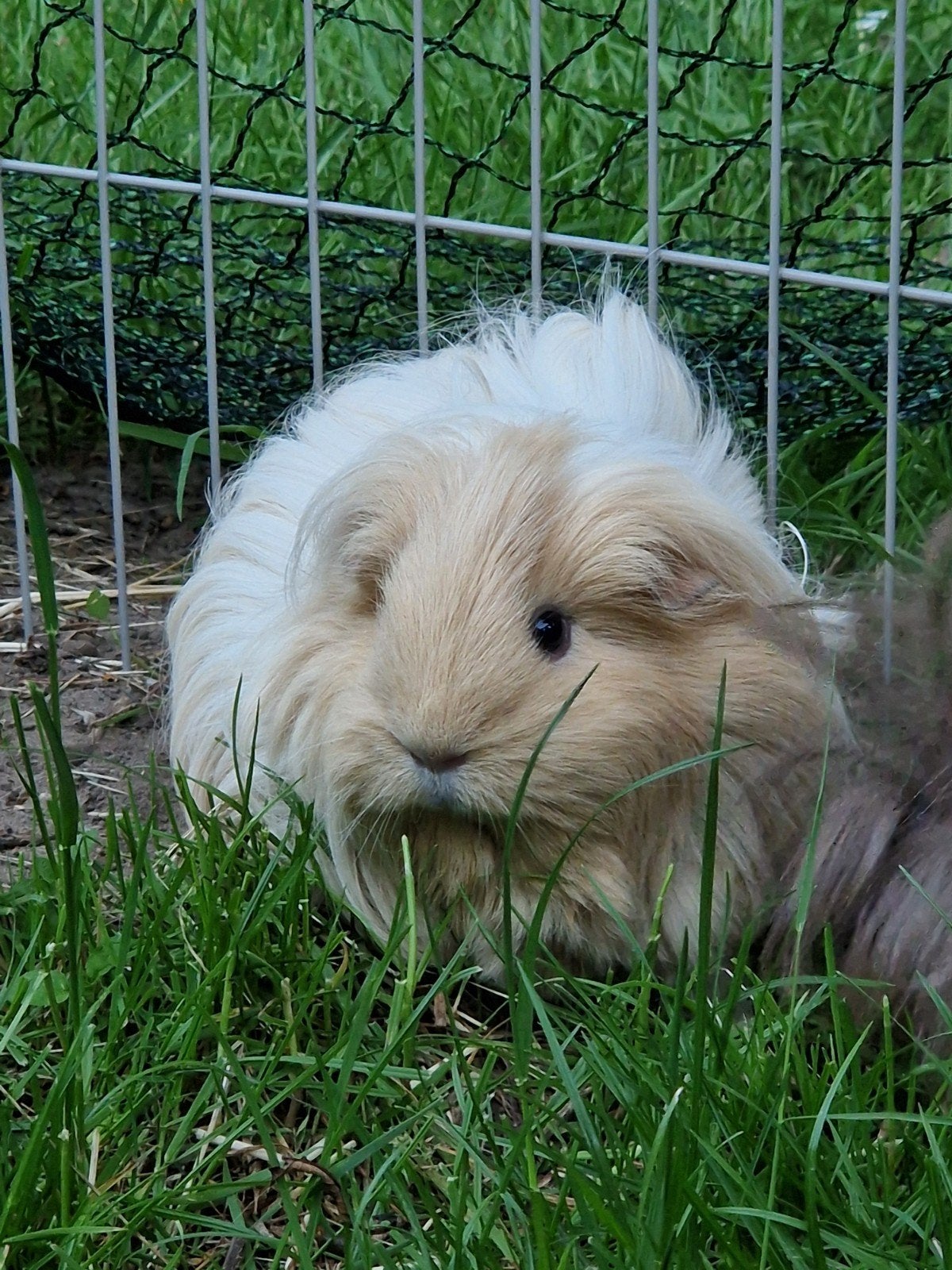 GEZOCHT Crème sheltie of coronet zeugje, Dieren en Toebehoren, Knaagdieren, Cavia, Vrouwelijk, Mei, Tam