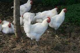 Poule de Bresse kippen., Vrouwelijk, Kip