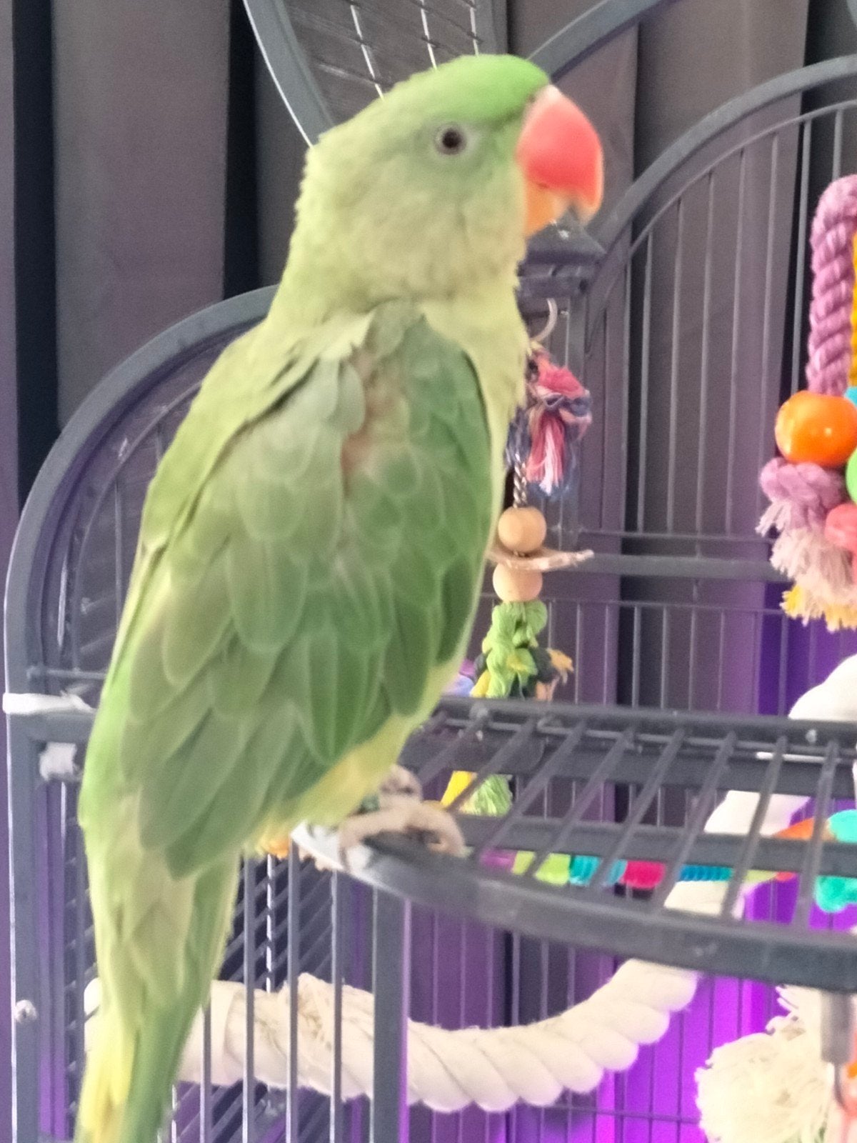 Lieve half tamme Alexander papegaai, Dieren en Toebehoren, Mannelijk, Papegaai, Geringd