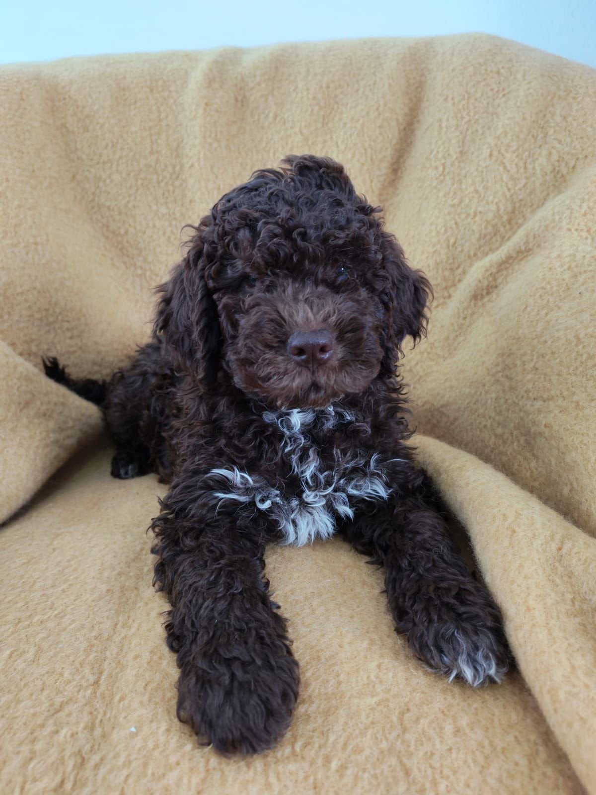Lagotto romagnolo pup, 15 weken tot 1 jaar, Parvo, Eén hond, Nederland