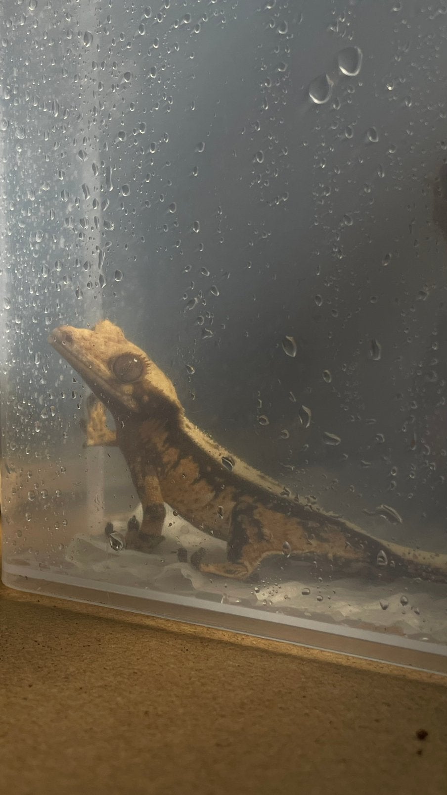 Wimper gekko Crested Gecko - male for sale from Jordan