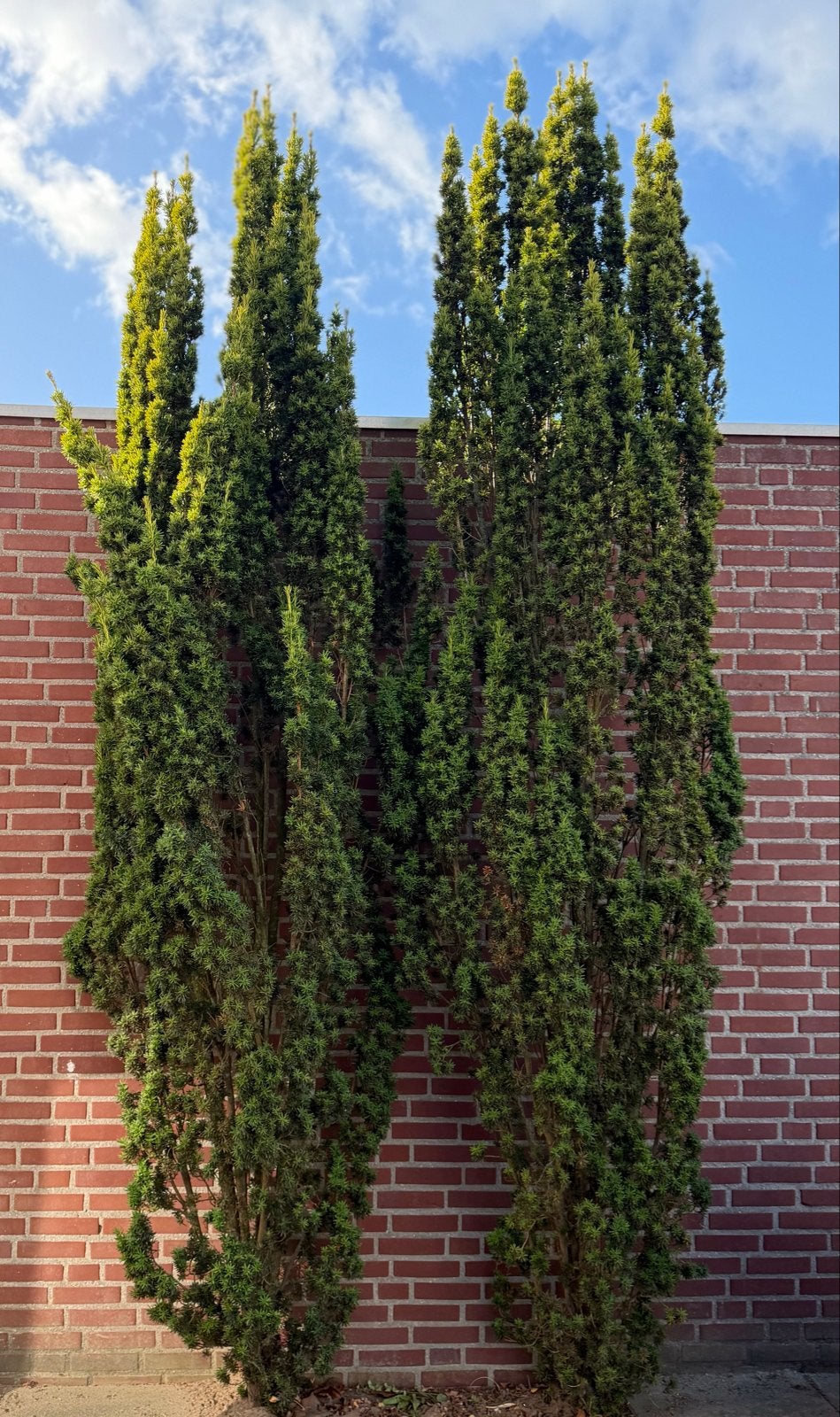 Hoge Zuilbomen - Taxus 2x, Bloeit niet, Zuilboom, 400 cm of meer, Ophalen