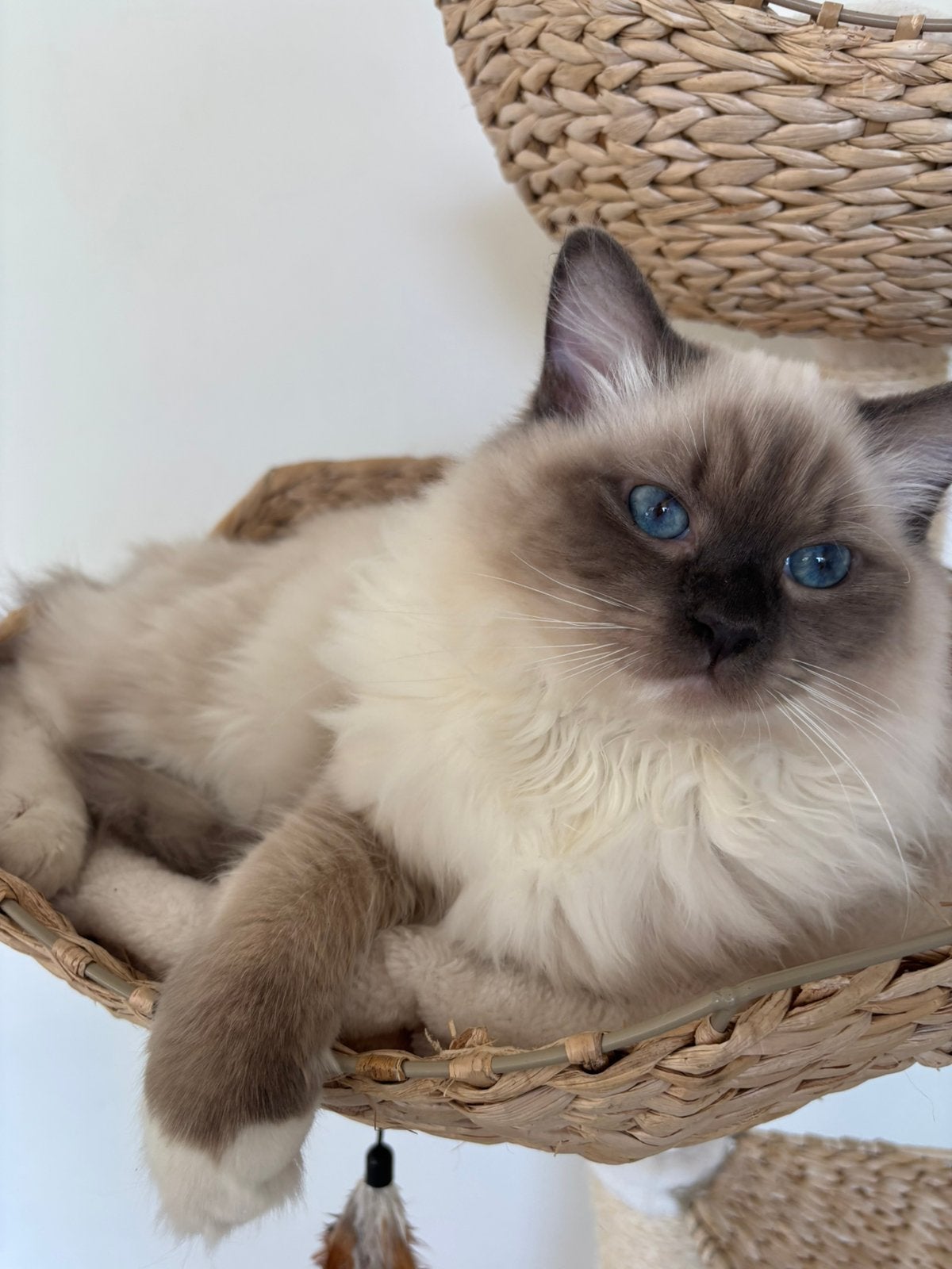 Ragdoll gewond, Dieren en Toebehoren, Katten en Kittens | Raskatten | Langhaar, Kater, Gechipt, 0 tot 2 jaar
