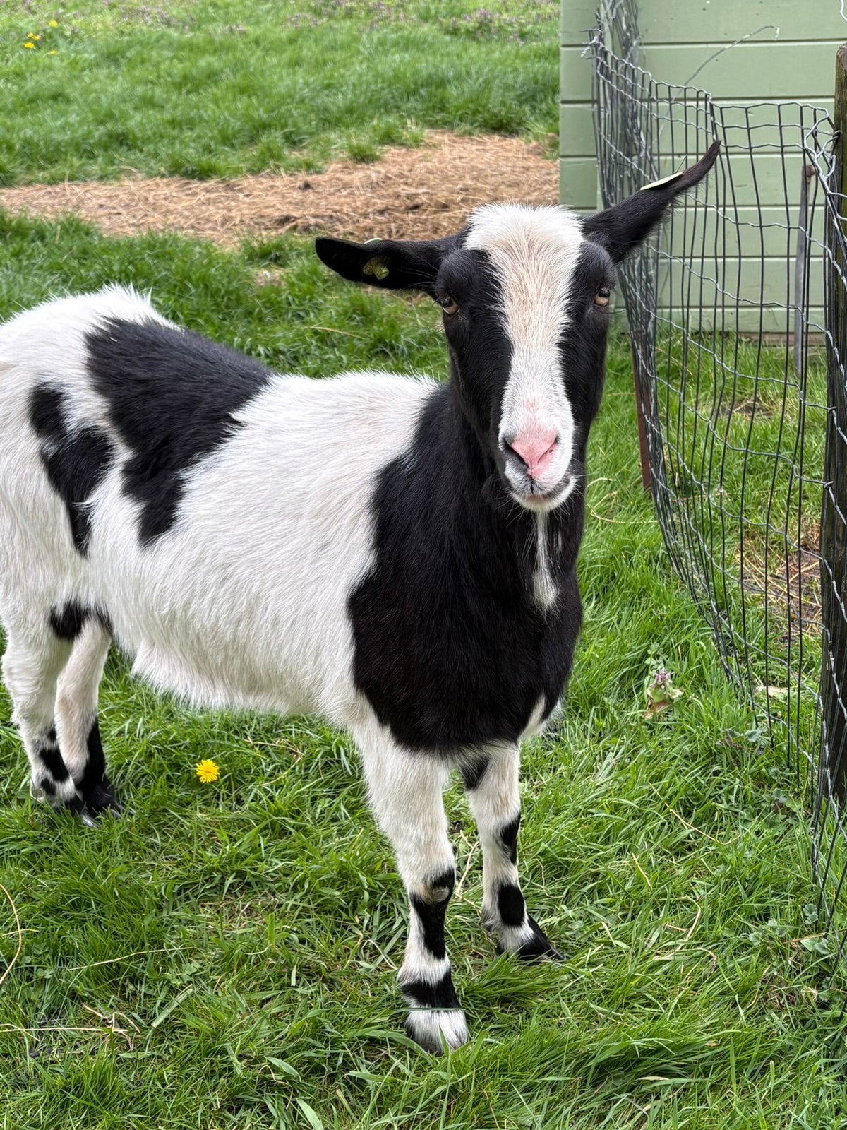 Bonte melkgeit bok (gecastreerd), Dieren en Toebehoren, Schapen, Geiten en Varkens, Geslacht onbekend, Geit