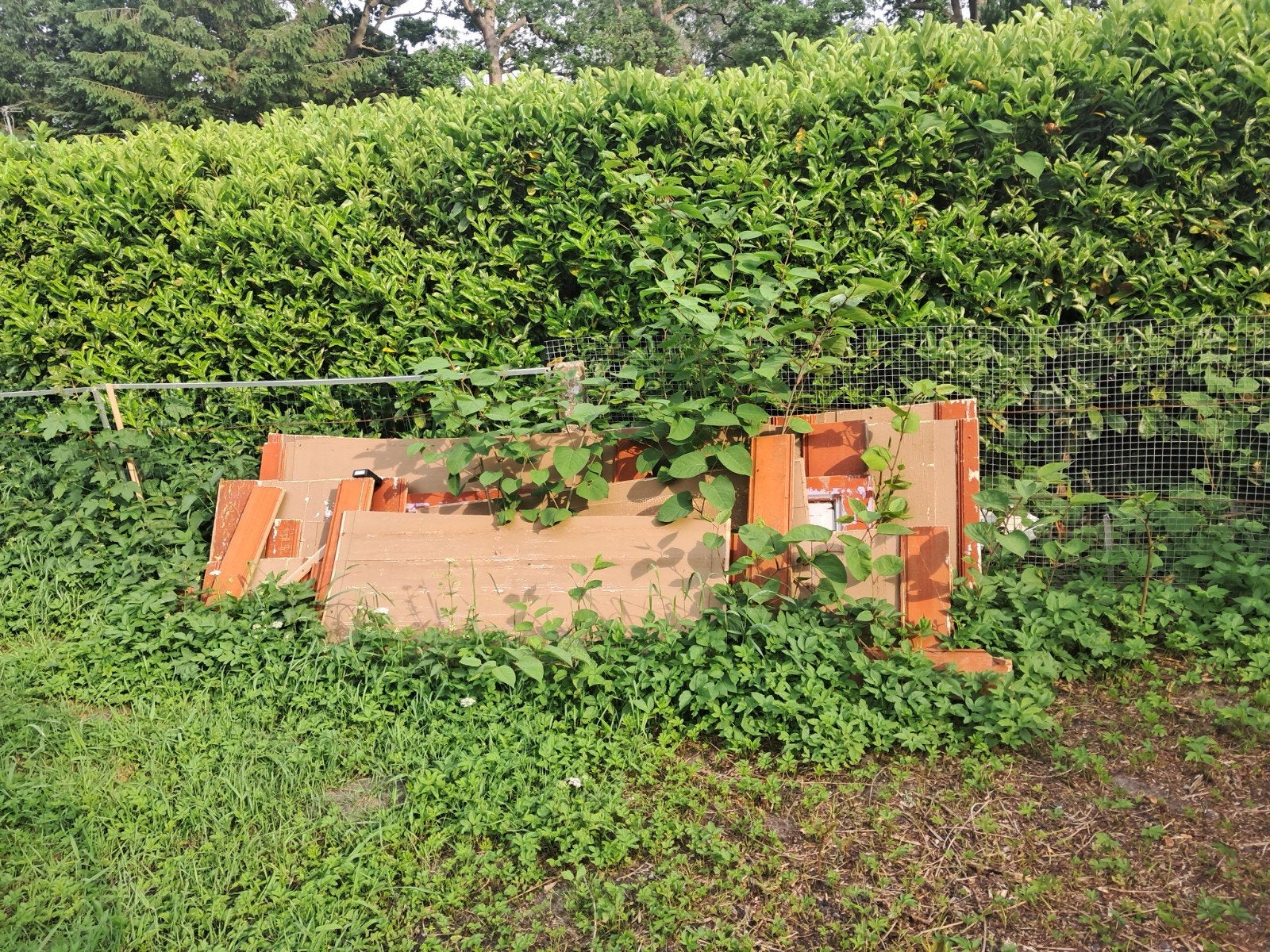 Gratis brandhout afhalen in Roswinkel - meer dan op foto's, Ophalen, Gebruikt, Overige houtsoorten, Overige typen