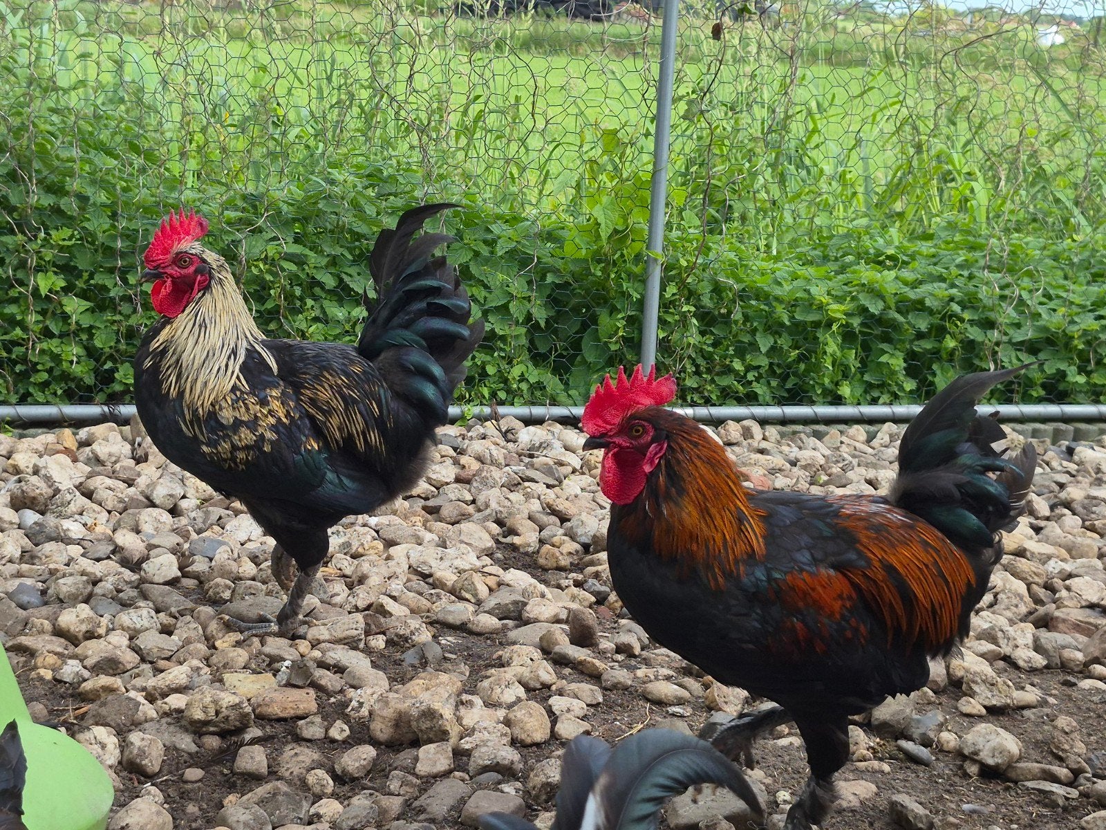 Jonge Marans of Groenlegger haan, Dieren en Toebehoren, Mannelijk, Kip