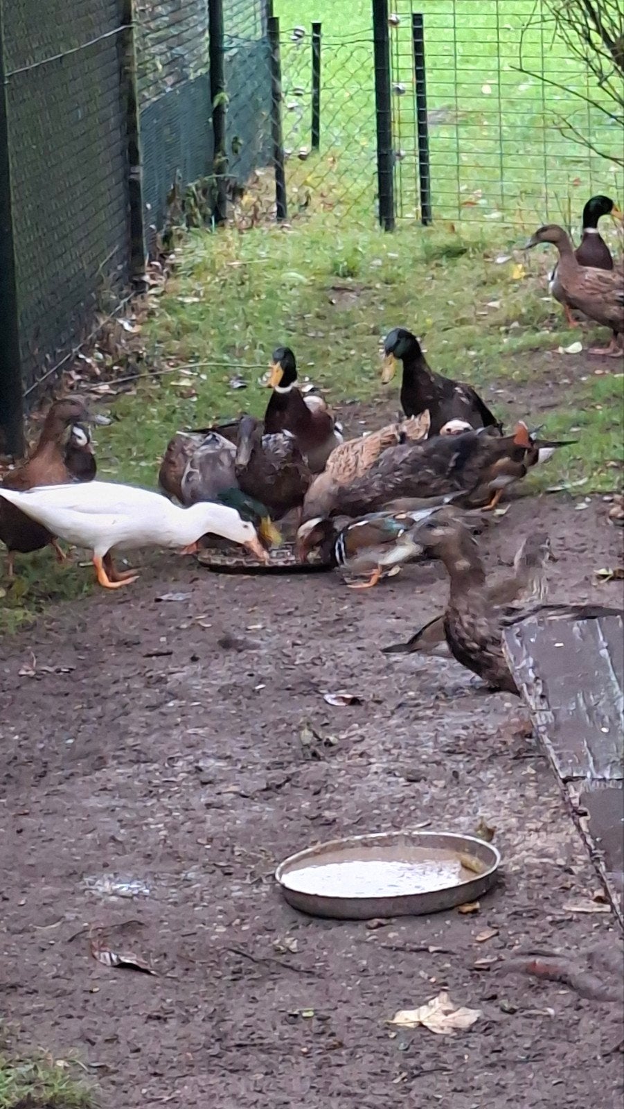 Eenden., Dieren en Toebehoren, Meerdere dieren, Eend