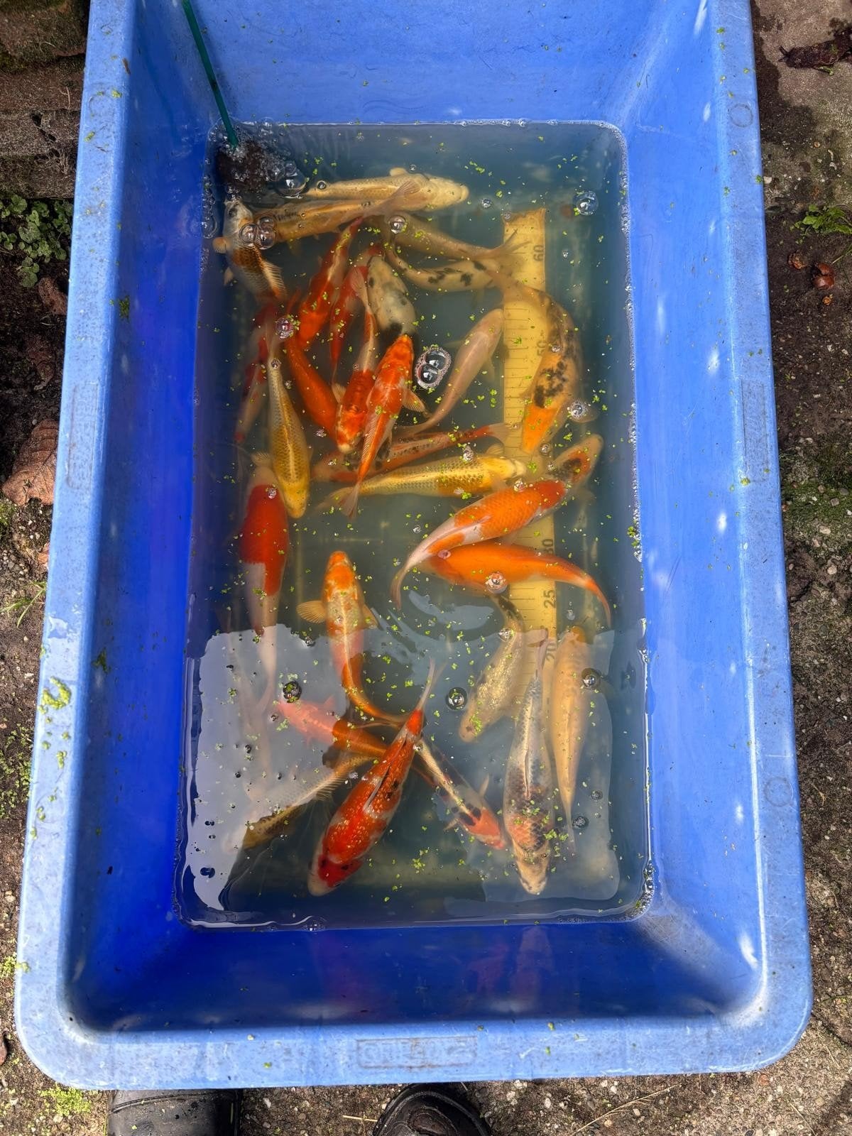 koikarpers, Dieren en Toebehoren, Karper of Koi