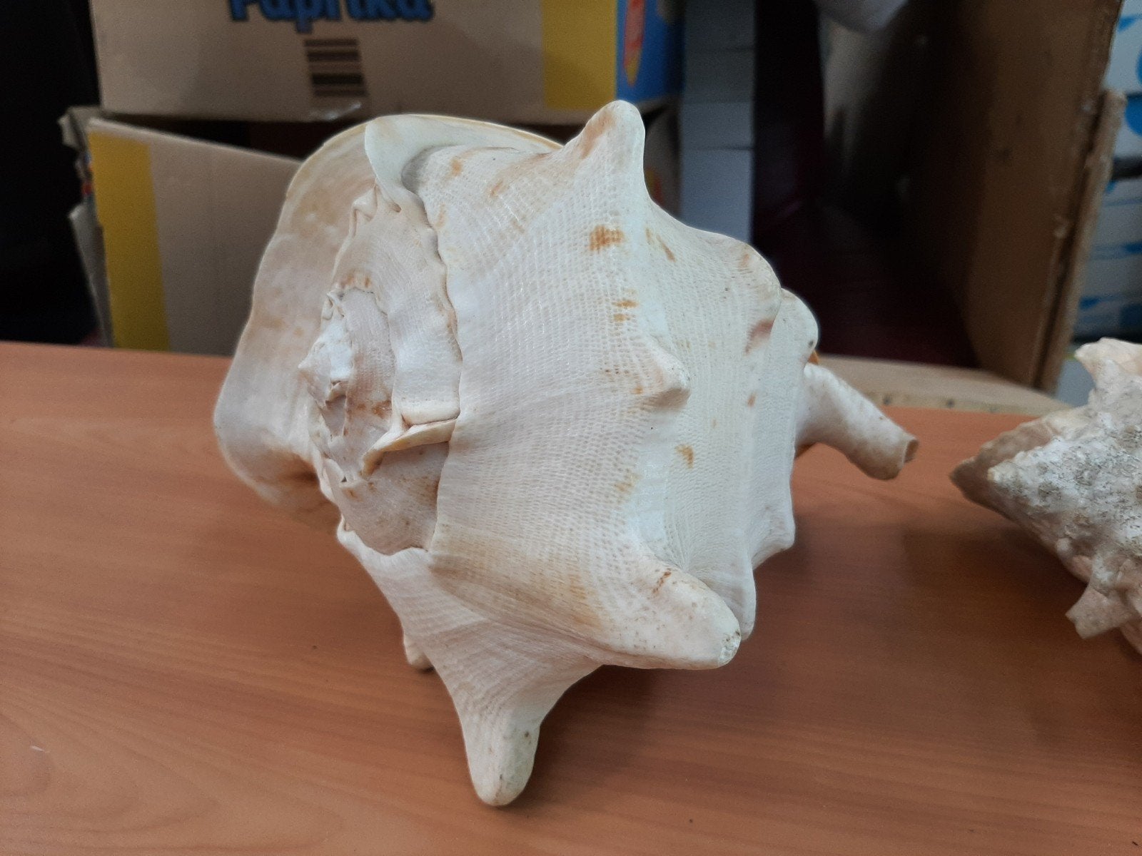 2 Grote Helmslak Schelpen - Decoratief en Uniek, Ophalen of Verzenden, Zo goed als nieuw