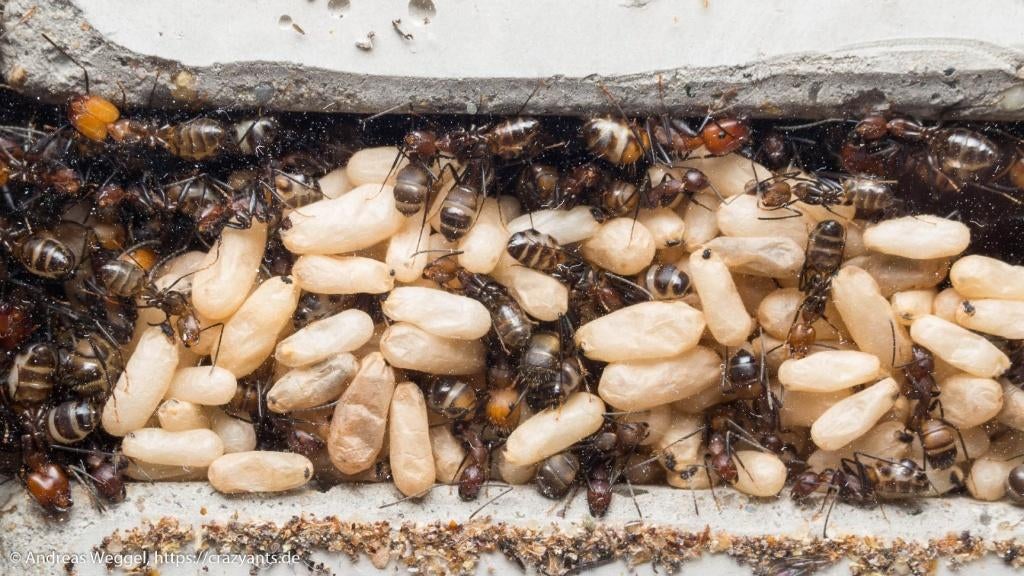 Camponotus nicobarensis boost, Dieren en Toebehoren, Insecten en Spinnen, Mieren