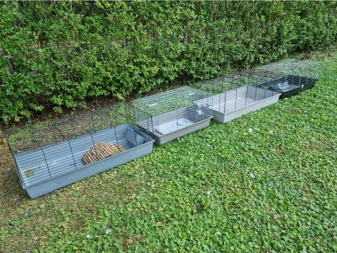 4 stuks konijnenverblijf cavia konijn hok kooi 117cm!, Kooi, 110 cm of meer, Zo goed als nieuw, Konijn