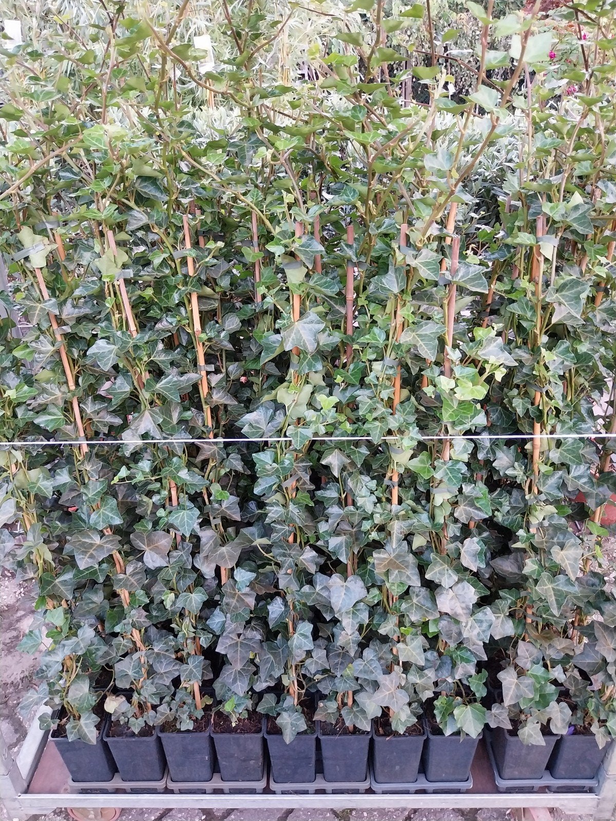 Hedera Hibernica - Ierse Klimop 125 cm hoog, Ophalen, Vaste plant, Bloeit niet, Halfschaduw