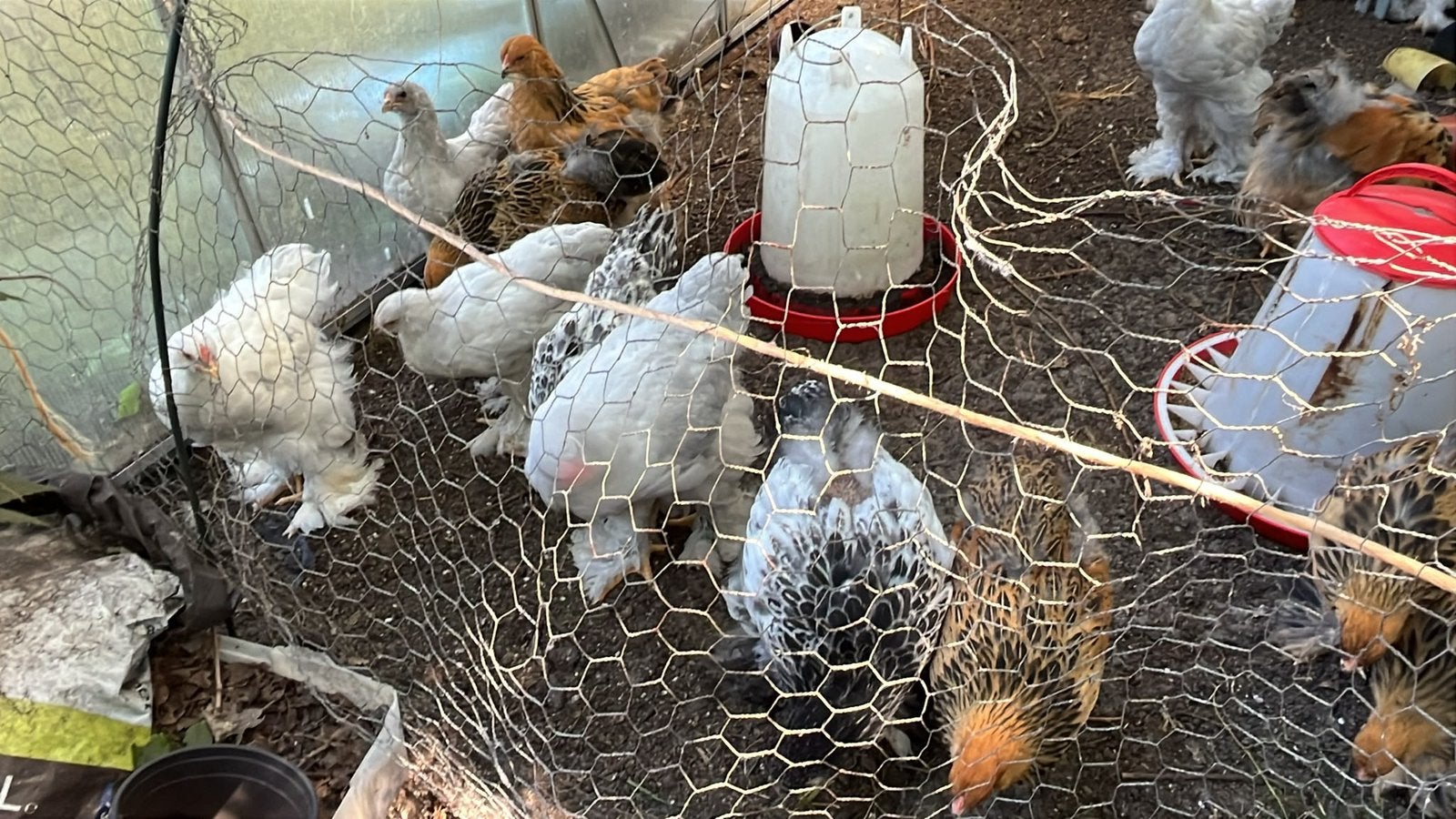 Jonge Brahama hanen, Dieren en Toebehoren, Pluimvee, Mannelijk, Kip