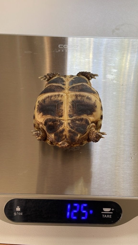 Vierteenlandschildpadden nakweek 2023 (4 vrouw, 1 man) Tortoise photo 10