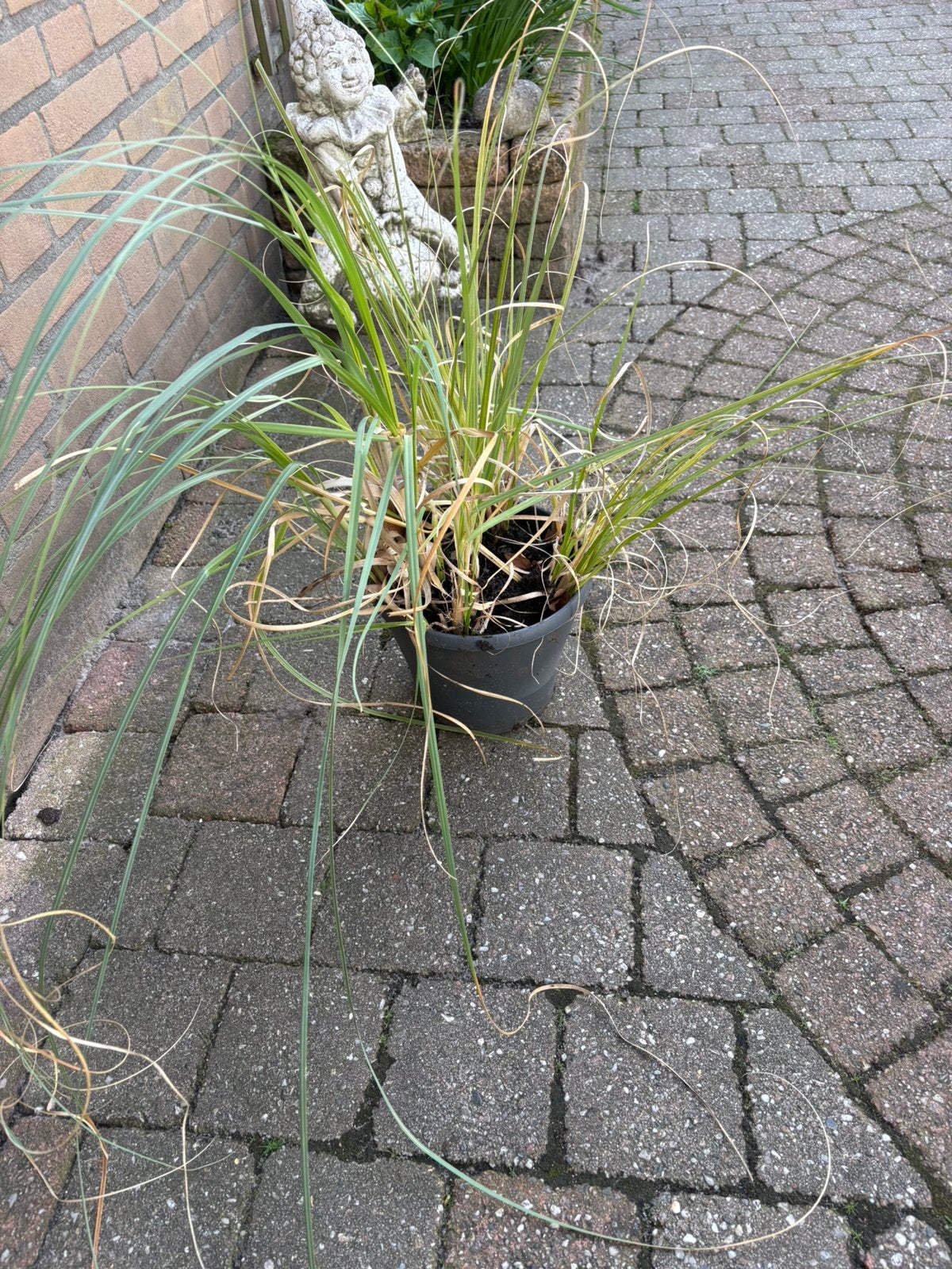 Pampas gras, Tuin en Terras, Planten | Tuinplanten, Ophalen, Siergrassen, Volle zon