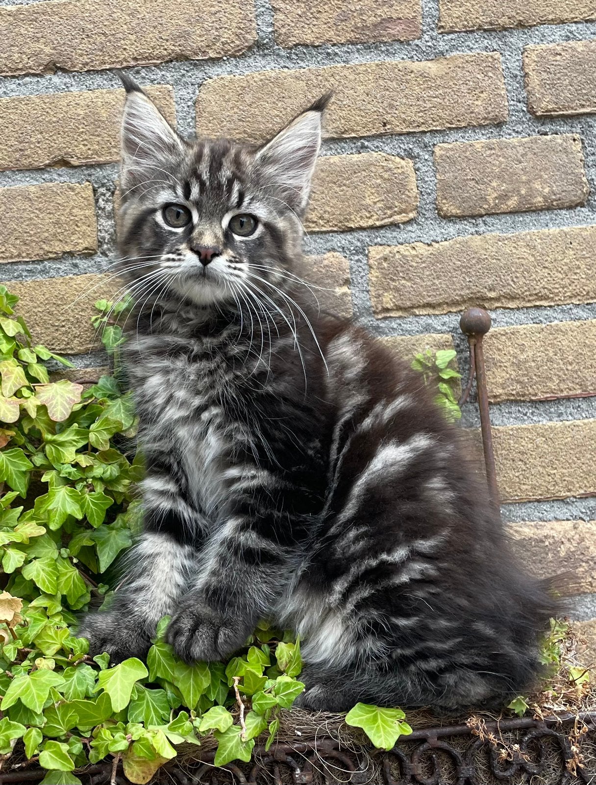 Maine Coon kittens, Meerdere dieren, Gechipt, 0 tot 2 jaar