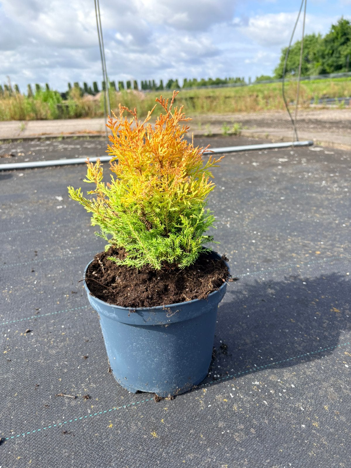 Drie kleurige conifeer Thuja occidentalis rheingold, Ophalen of Verzenden, Bloeit niet, Overige soorten, Volle zon