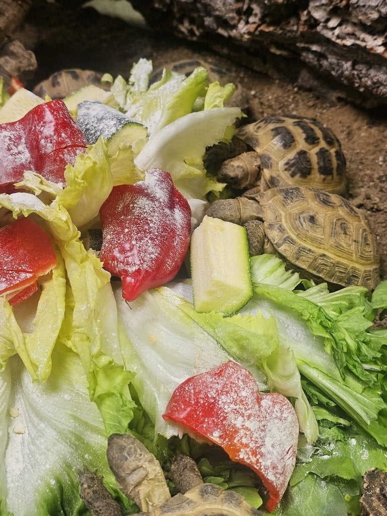 Diverse schildpadden, Dieren en Toebehoren, Reptielen en Amfibieën, Schildpad, 0 tot 2 jaar