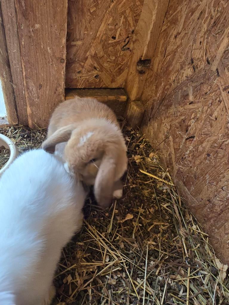 2 Jonge hangoor dwergen. Ram en voedster., Meerdere dieren, Dwerg, Hangoor, 0 tot 2 jaar